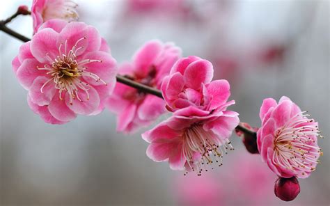 🔥 40 Pink Cherry Blossom Wallpaper Wallpapersafari