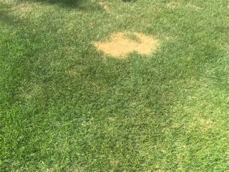 Reasons Your Grass Is Yellow Brown Or Dying Fullscope Pest Control