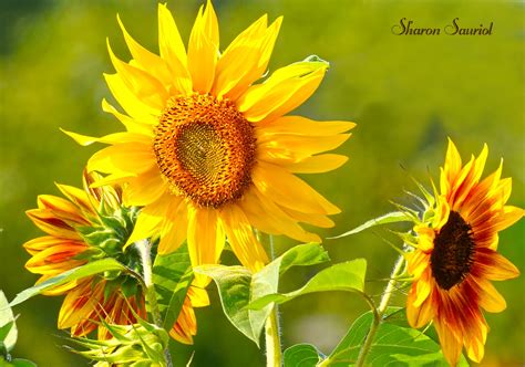 Sunflowers - Birds and Blooms