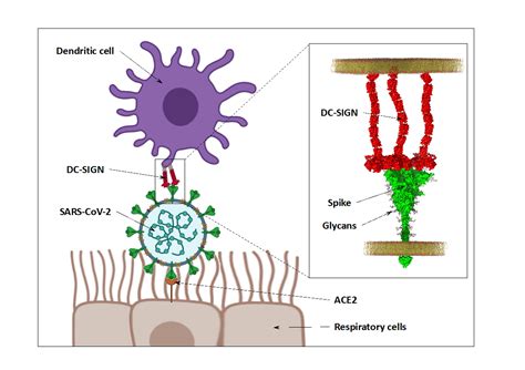 Sars Cov 2 A New Mode Of Transmission Of The Virus Involves Immune