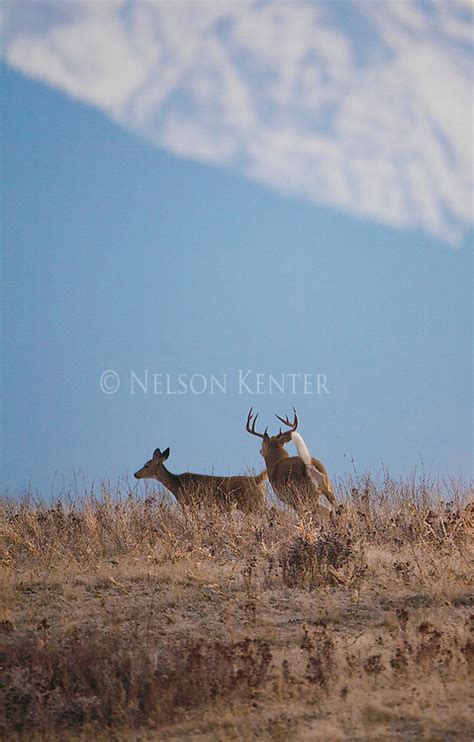 Whitetail Deer And Mission Mountains