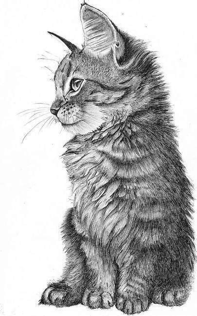 Kitty Cat Drawing Black And White Draw Bw Black And White