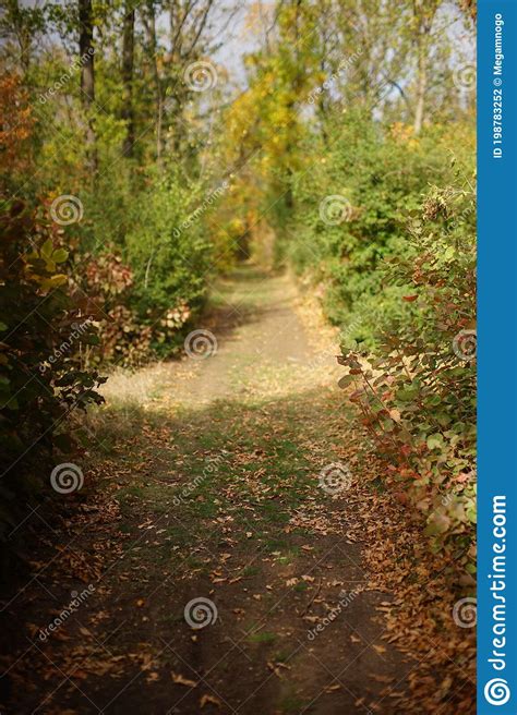 Autumn Forest With Road In Sunny Day Stock Photo Image Of Color Calm