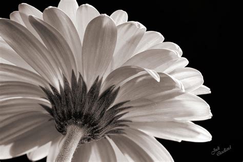 Gerbera Daisy In Black And White Photograph By Judi Quelland