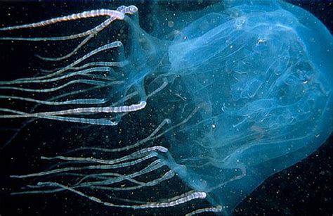 Box Jellyfish Other