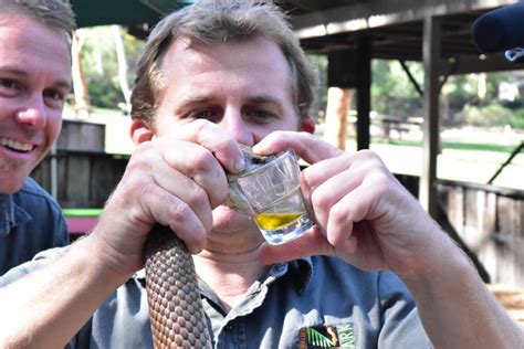 Australian Reptile Park King Brown Snake Venom Milking Record Photos