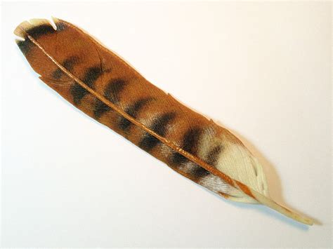 Red Tail Hawk Feather Red Tail Hawk Feathers Hawk Feathers Red