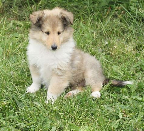 Sable White Rough Collie Puppies 51c7f3421abaa 1150×1046 Rough