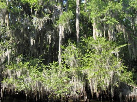 Worlds Largest Cypress Forest World Record In Caddo Parish Louisiana