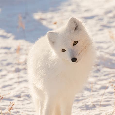 I Love Papers Mz77 Winter Animal Fox White