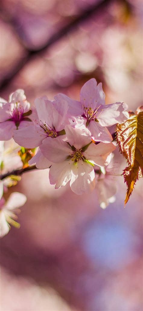 Sakura Bloom Spring Leaves 1242x2688 Iphone 11 Proxs Max