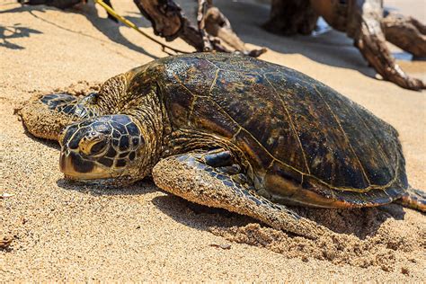 Honu Hawaiian Green Sea Turtle On The Beach In Hawaii Photograph By