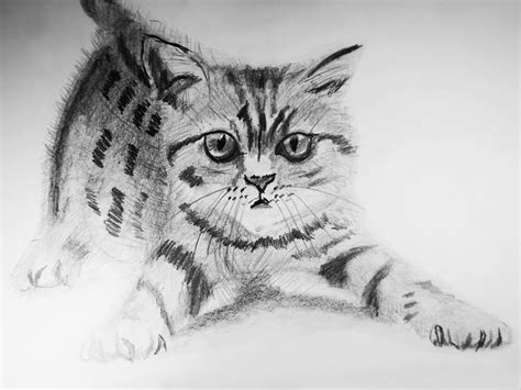 Gato Realista Dibujo 9 Bonitos Dibujos A LÃ¡piz Gatos Dibujos A Lapiz