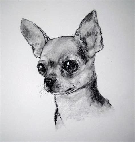 Imagenes De Perros Para Dibujar A Lapiz Mis Dibujos El Perro