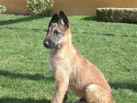 Belgian Shepherd Laekenois Dog Breed Information Pets Feed