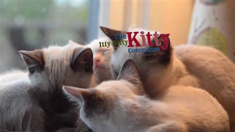 The Itty Bitty Kitty Committee Book Trailer Youtube