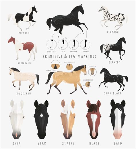 12 Most Popular Horse Colors • Horsezz