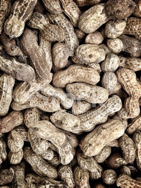 Peanut Stock Photo Royalty Free Freeimages