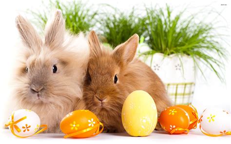 Bunnies And Eggs On Easter Day My Fanpop Friends And I Wallpaper