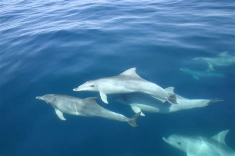 Protecting The Port River Dolphins Whale And Dolphin Conservation Australia