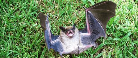 Reports Of Rabies In Michigan Bats On Rise The Wildlife Society