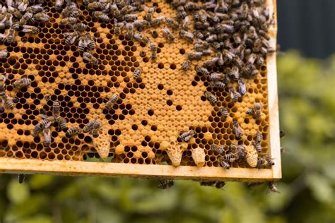 What Are Emergency Queen Cells Beekeepclub