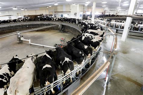 Us Dairy Farmers Look To Technology In Fight To Survive Fox Business