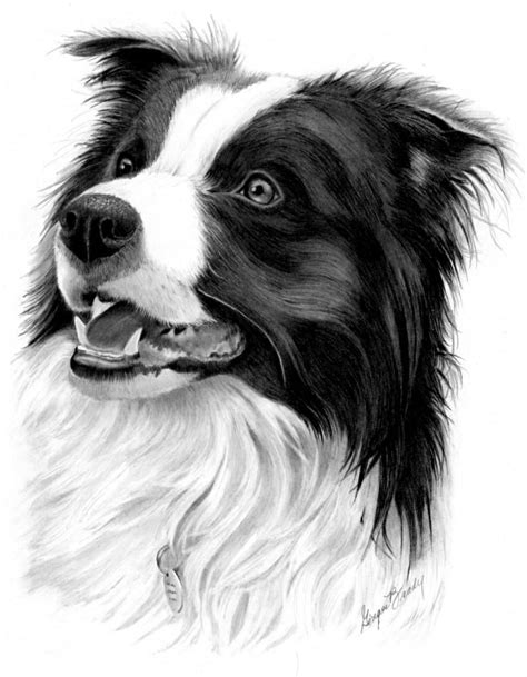 Border collie smile drawing by nicole zeug sketch funny dog border collie breed sitting hand drawing vector pencil drawing of a border collie by artist gary tymon Pin by Peggy Andres on animals | Dog paintings, Border ...