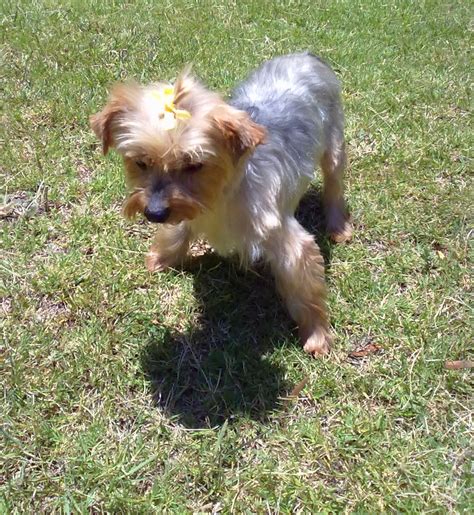 Unfortunately, yorkies do come with a predisposition for certain canine conditions such as dental issues, hypoglycemia, collapsing tracheas, hypothyroidism, and even. Birdy - QTPie Kennels - Yorkshire Terrier puppies for sale