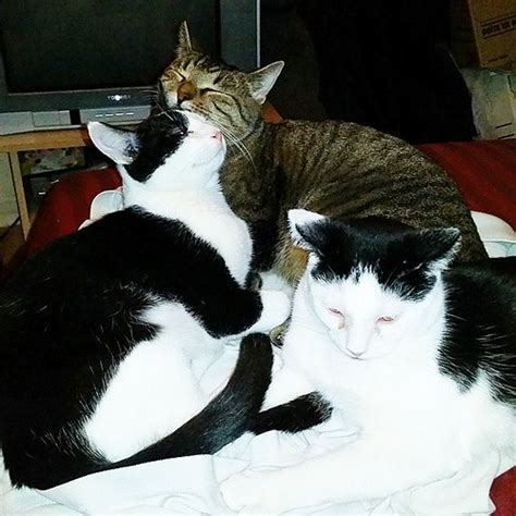 Picking a name for such an elegant cat can be tough. Tuxedo kitten brothers Justin and Morgan getting some love ...