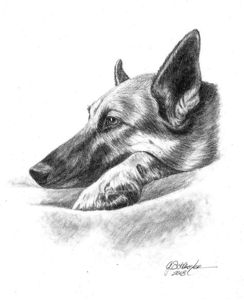 The German Shepherd Hand Drawn Pet Portrait German Shepherd Art Dog