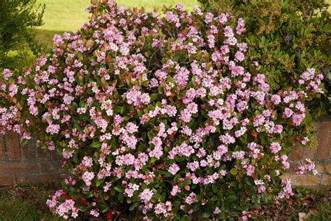 Pinkie Indian Hawthorn Shrub For Sale Buying And Growing Guide