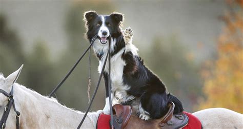 Hekan The Border Collie Rides Horses And Helps Run An