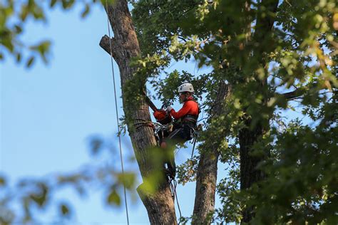 First and most importantly, hire from the right site. Professional Tree Cutting: Having Trees Removed Professionally