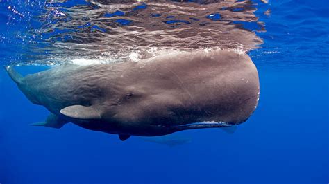 Something Killed A Lot Of Sperm Whales In The Past—and It