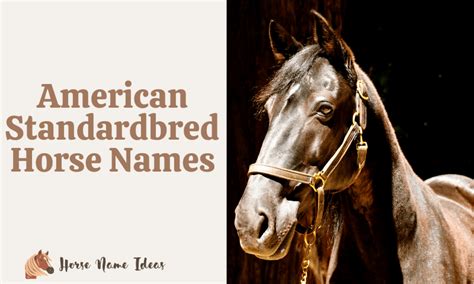 250 American Standardbred Horse Names With Meanings