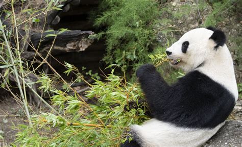 Giant Panda Ailuropoda Melanoleuca Zoochat