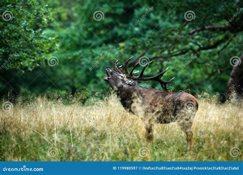 Red Deer Stag Majestic Powerful Adult Animal Outside Autumn Forest