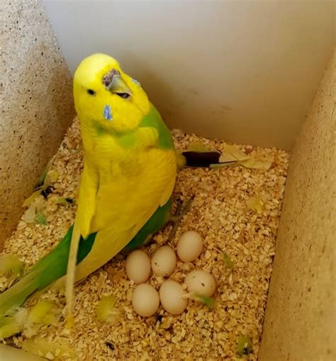 Gestation Period For Parakeets Captions Trendy
