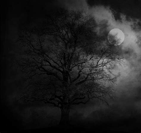 Free Images Landscape Tree Branch Light Cloud Black And White