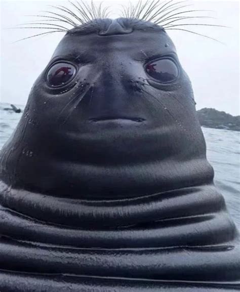 Fat Seal Looking Up Gag