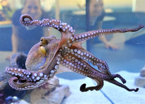 Ver más ideas sobre pulpo, comida, pulpo recetas. Pulpo de granja: el gran salto del molusco de moda ...
