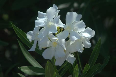 White Oleander Nerium Oleander Nerium Oleander Is One Of Flickr