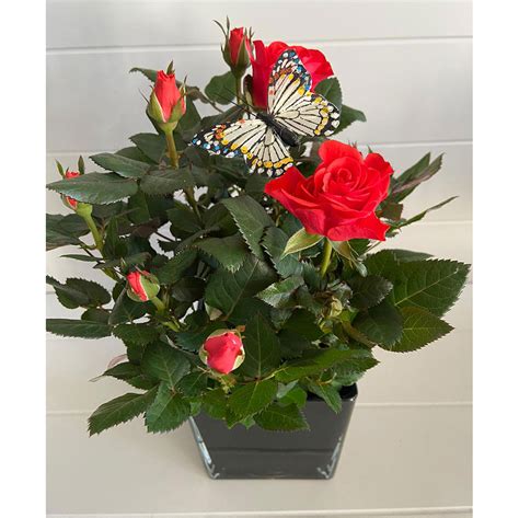 Red Potted Rose Plant Flower Innovations
