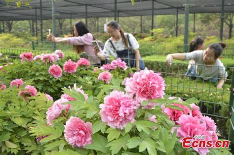 Luoyang S 34th Peony Flower Festival Attracts Tourists[1] Cn
