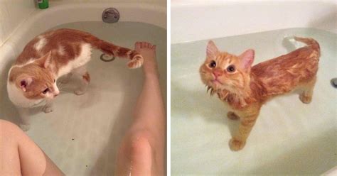 10 Cats Who Absolutely Love Being In Water Funny Cats In Water