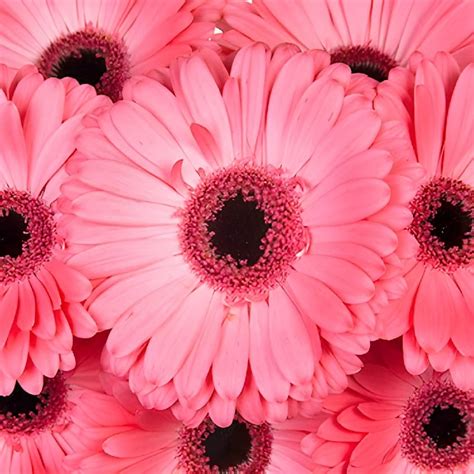 Wholesale Punch Pink Gerbera Daisy Flower ᐉ Bulk Punch Pink Gerbera