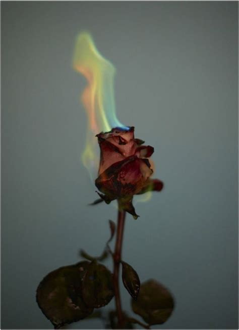 raver ria inspiration flowers on fire by photographer georges antoni aesthetic roses