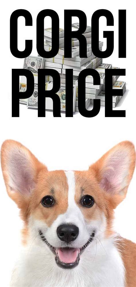 Show quality or puppies that can be bred from (and the progeny can be registered) will be at. Corgi Price: The Cost of Bringing Home and Raising a Corgi ...