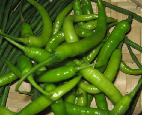 philippine hot green finger pepper seeds sili pang sigang etsy